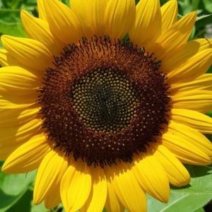 Meet your Posher, Pam